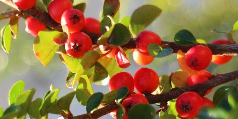 Hawthorn til að auka virkni